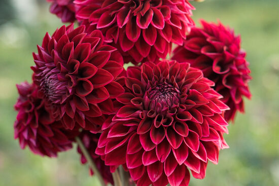 Dālija 'AB Melnais Burvis'