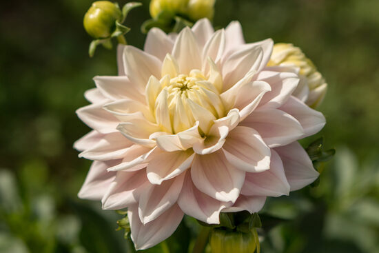 Dālija 'Truly Scrumptious'