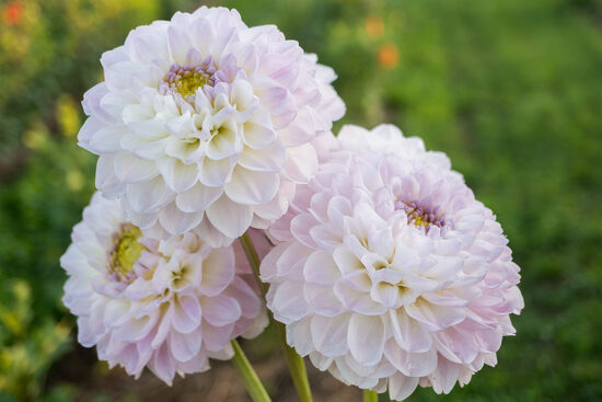 Dālija "Aprīļa Pilieni"