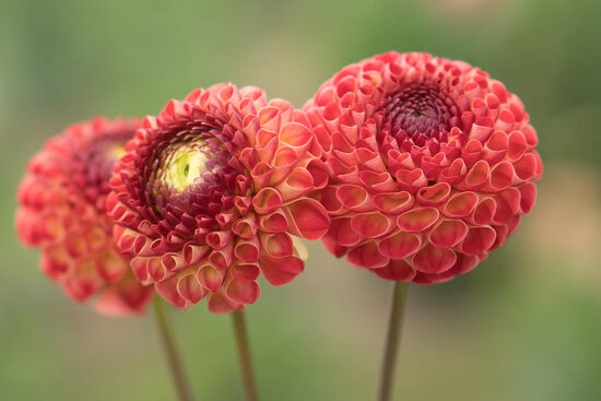 Dālija 'Hapet Mary Lou'