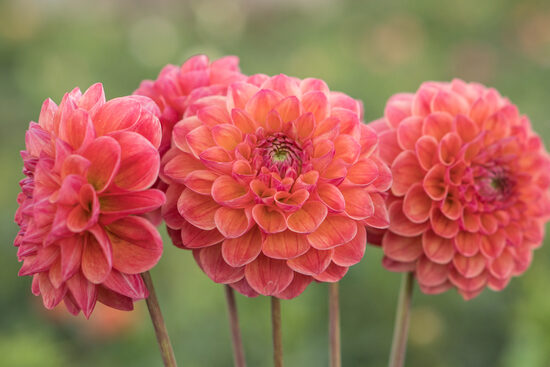 Dālija 'Barbarry Ball'