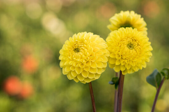 Dālija 'Saulainais Liedags'