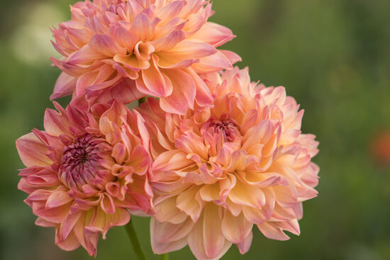 Dālija 'Roga' LIMIT 1