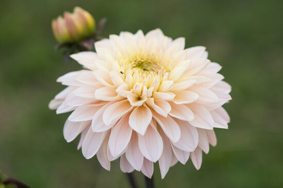 Dālija 'Māra Gundega' Limit 1