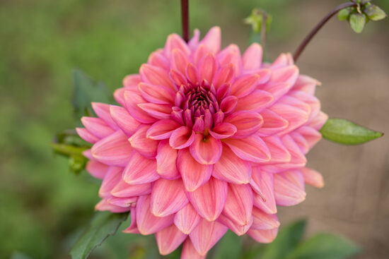 Dālija 'Negroni Sunset'