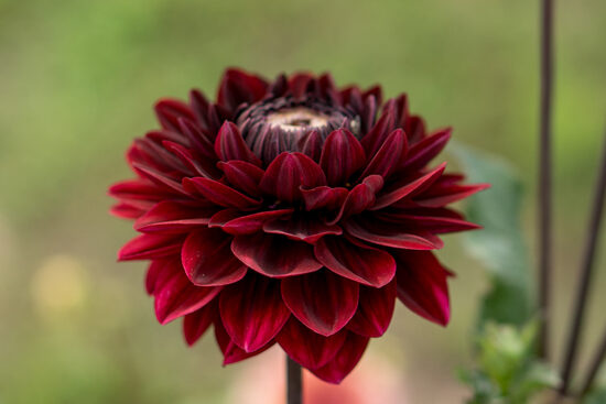 Dālija 'Jose Maria'