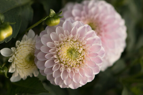 Dālija 'Pērļu Zvejnieks'