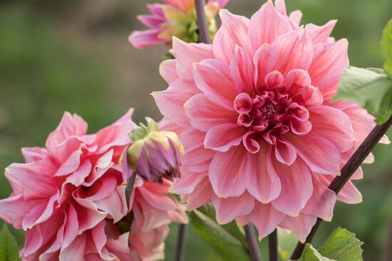 Dālija 'Polly Bergen'