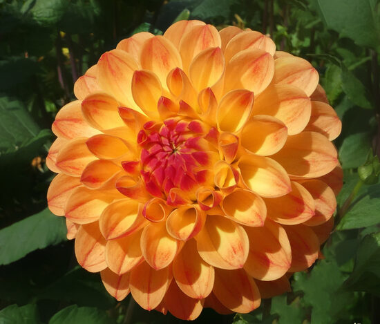 Dālija 'Jowey Chantal'