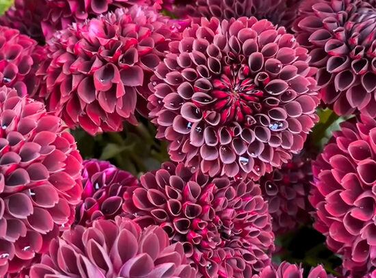 Dālija 'Jowey Mirella'