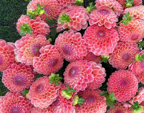 Dālija 'Jowey Paula'