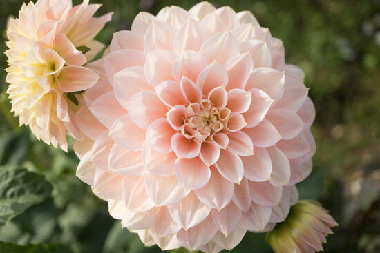 Dālija 'Staburadze'