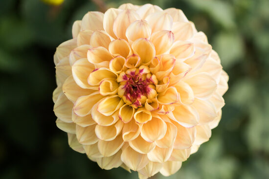 Dālija 'Yellow Jill'