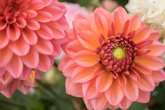 Dālija 'Salmon Runner'