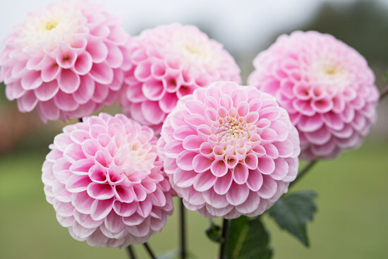 Dālija 'Wizard of Oz'