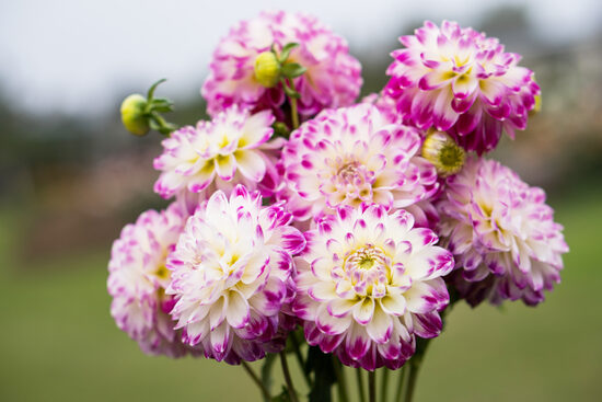 Dālija 'Raibais Joks'