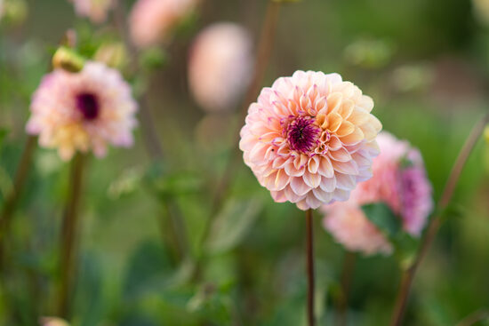 Dālija 'Wine Eyed Jill'