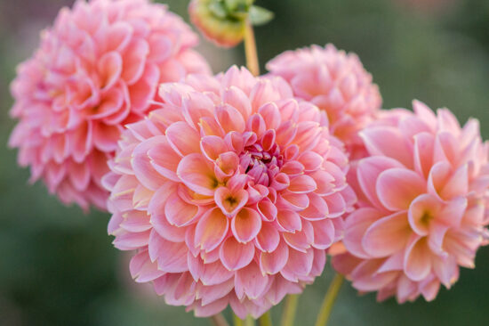 Dālija 'Lindas Baby'