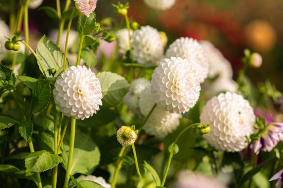 Dālija 'Pink Pearl'