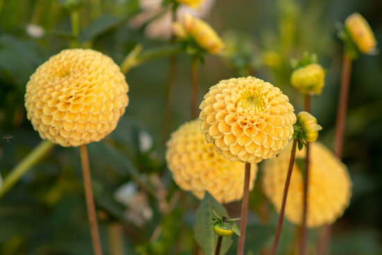 Dālija 'First Lady'