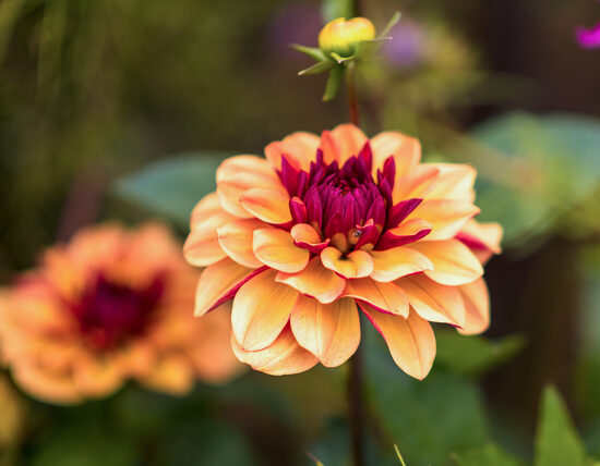 Dālija 'Creme de Cognac'