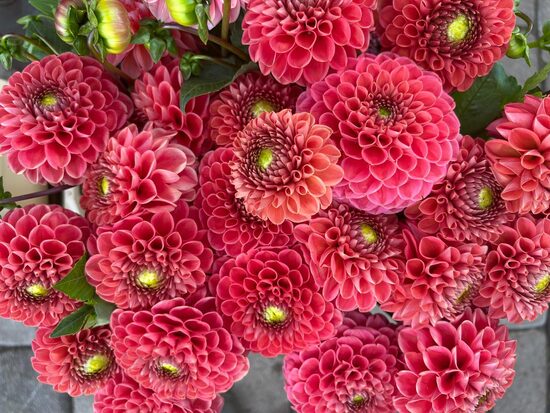 Dālija 'Lindsay Joanne'