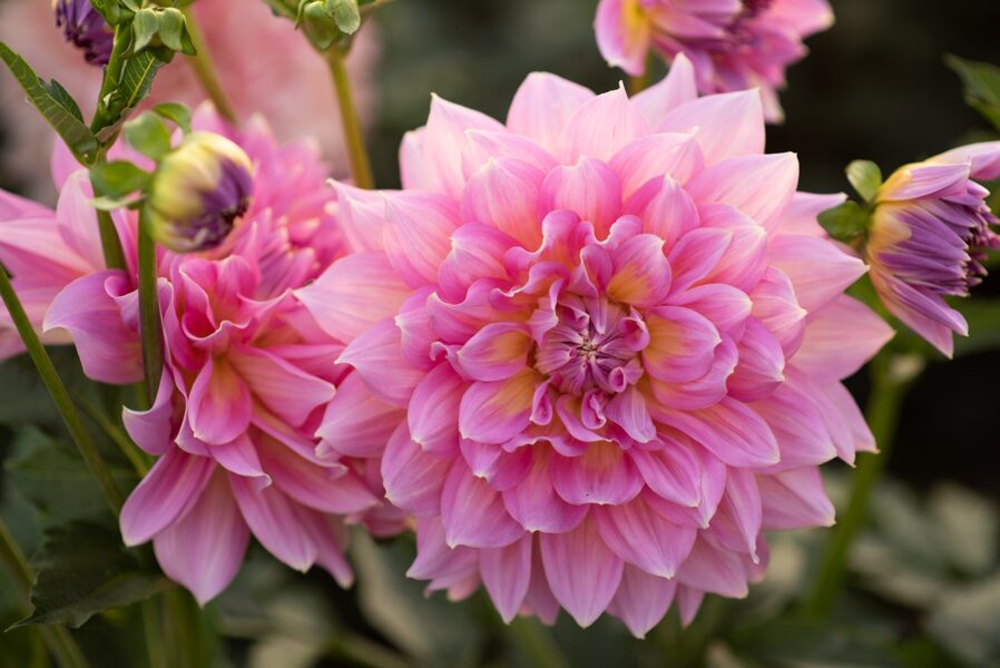 Dālija 'Strawberry Ice'' vai 'Kidd's Climax'