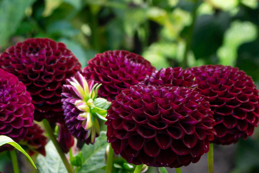 Dālija 'Crossfield Ebony'