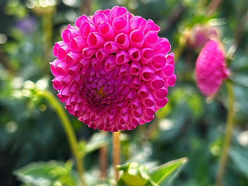 Dālija 'Lismore Peggy'