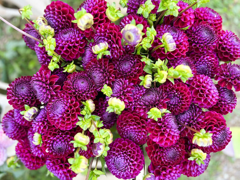 Dālija 'Ivanetti'