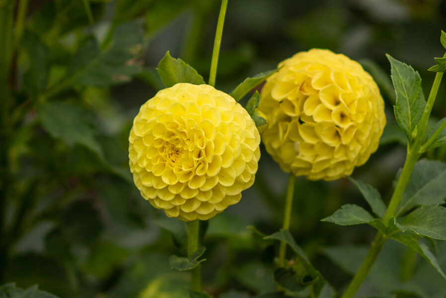 Dālija 'Deepest Yellow'