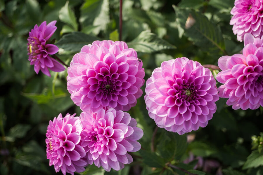 Dālija 'Barbara'