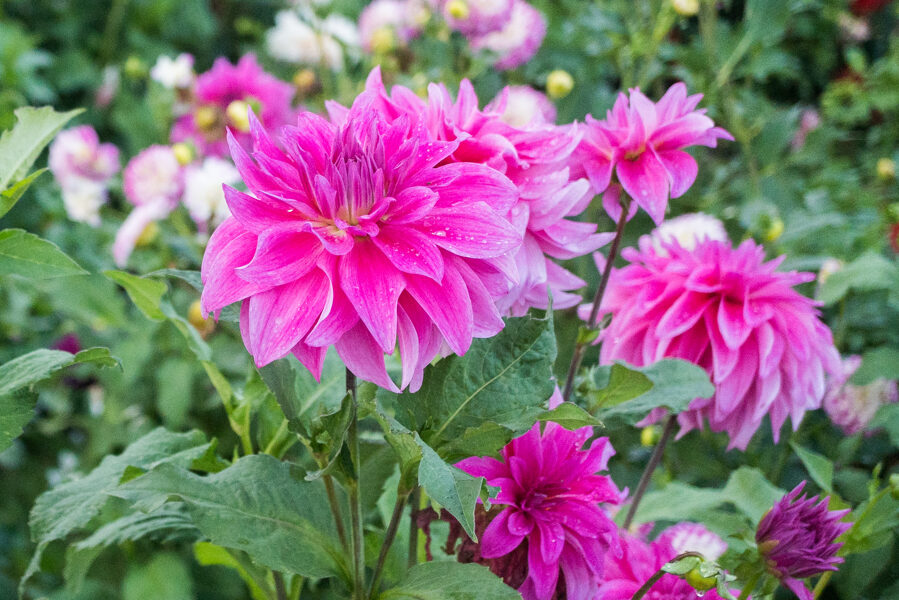 Dālija 'Babylon Rose'