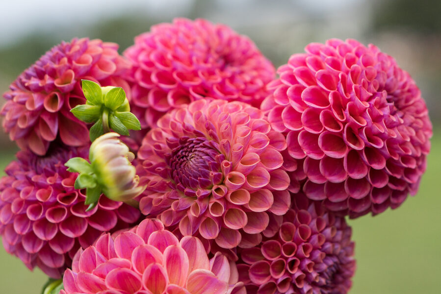 Dālija 'Caitlin's Joy'