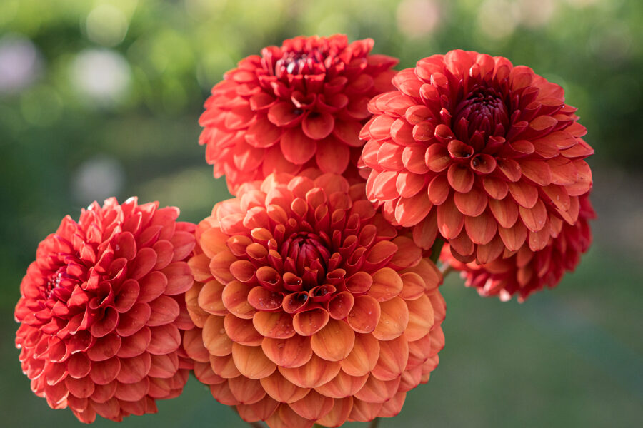 Dālija 'Brown Sugar'