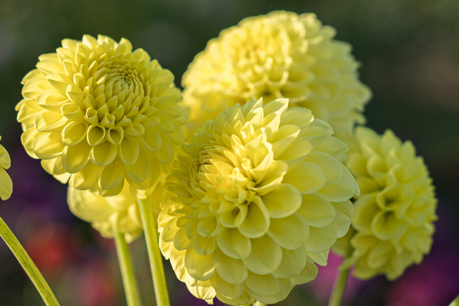Dālija 'Golden Torch'
