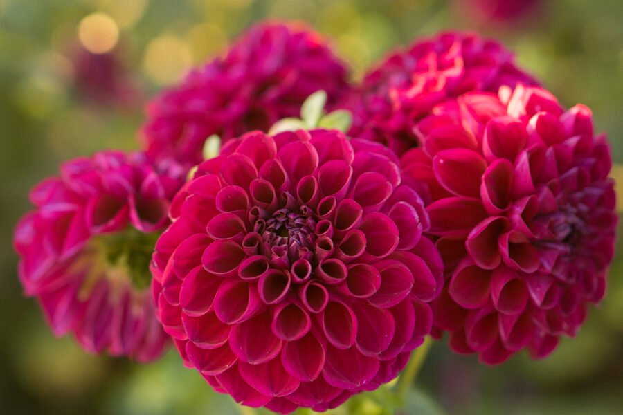 Dālijas 'Marble Ball Sport'