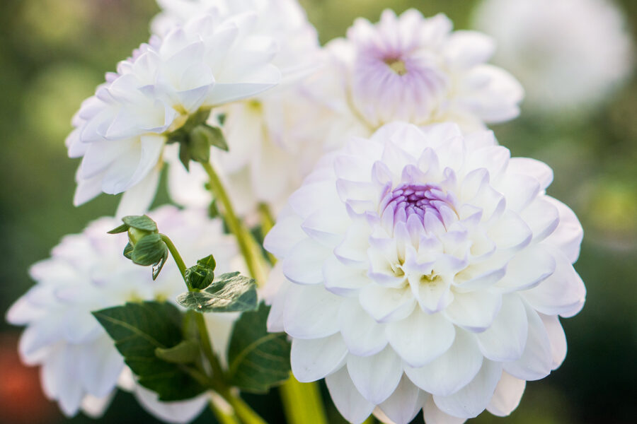 Dālija 'Eveline'