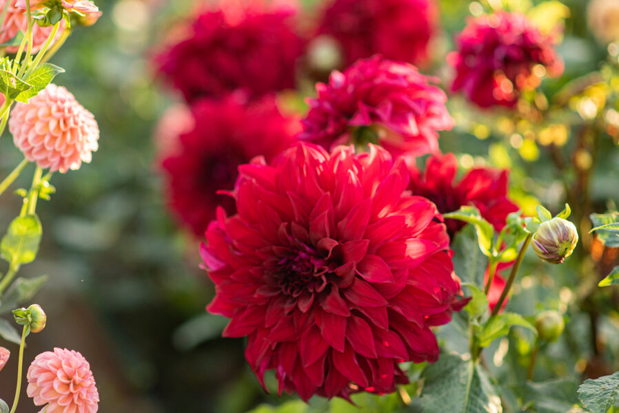 Dālija 'Spartacus'