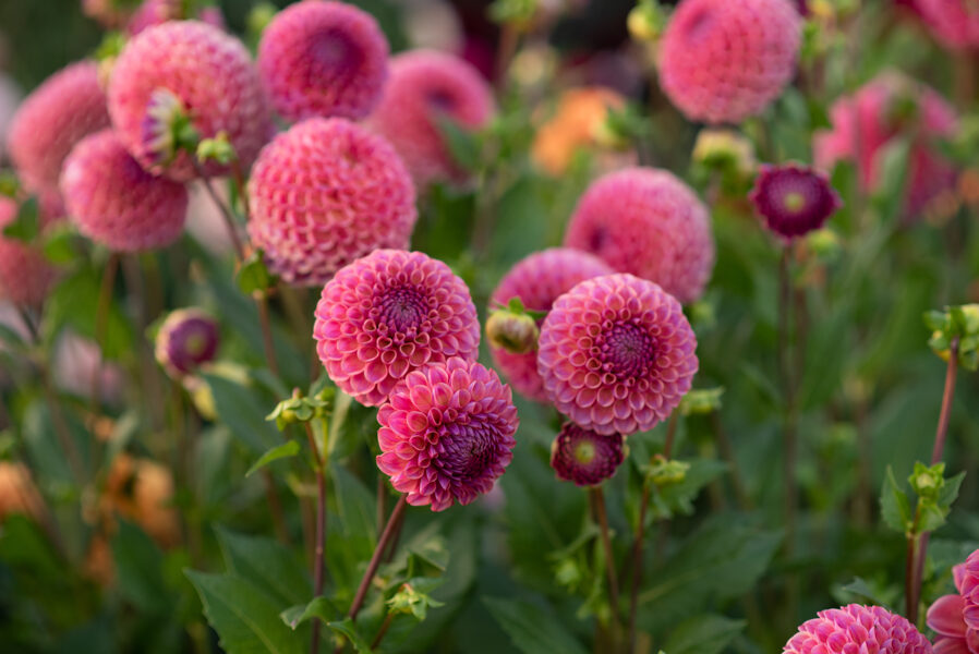 Dālija 'Caitlin's Joy'