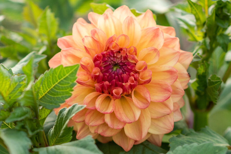 Dālija 'Hapet Peachy'