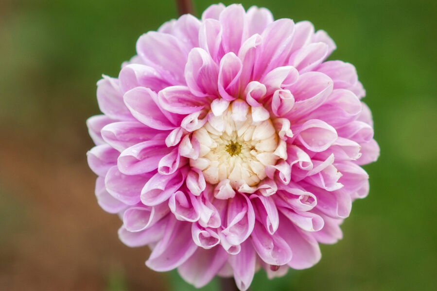 Dālija 'Fluffles'