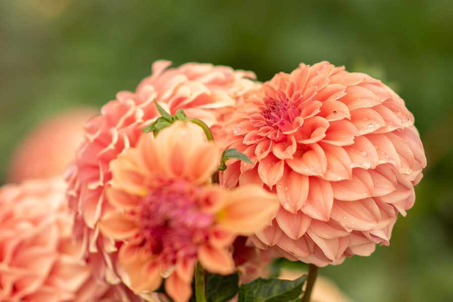 Dālija 'Peaches Orange Sport'