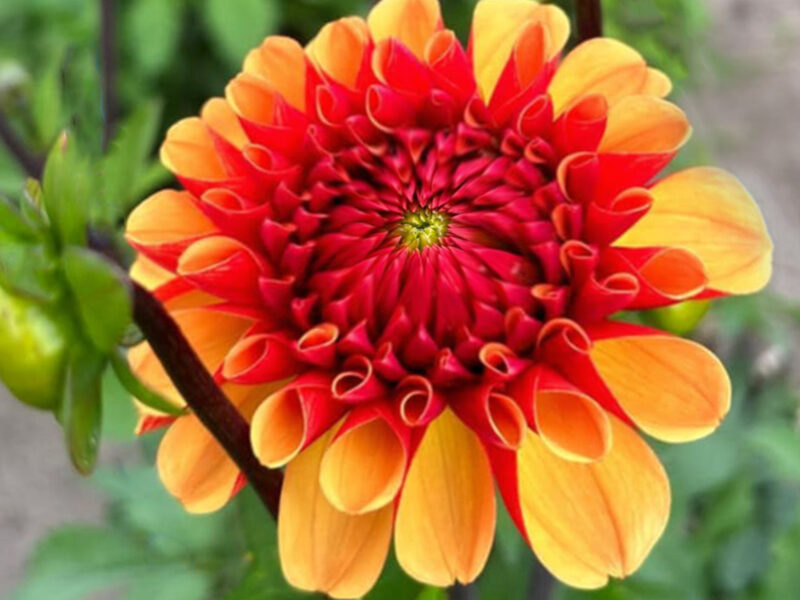 Dālija 'American Sunset'