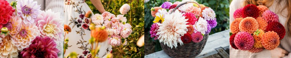Dahlia Kelgai Ann. Kelgai Ann